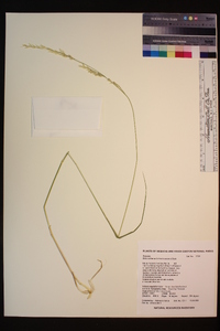 Melica californica var. nevadensis image